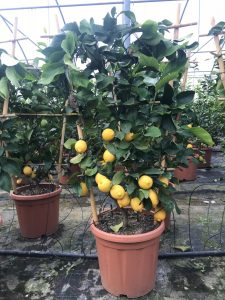 pianta di limoni