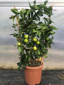 Piante di Limone