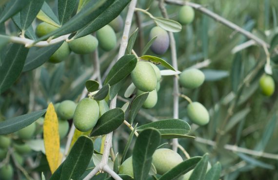 piante di olivo di 5 anni